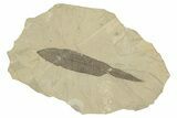 Fossil Leaf (Eugenia) Pos/Neg - Green River Formation, Colorado #250739-3